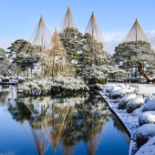 Yuki-tsuri - Nghệ thuật “treo tuyết” bảo vệ cây cối vào mùa đông