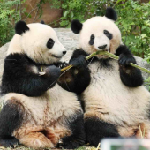 Hai chú gấu trúc cuối cùng ở Nhật sẽ quay lại Trung Quốc