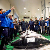 Một phiên đấu giá cá ngừ triệu đô tại chợ cá Toyosu diễn ra như thế nào?