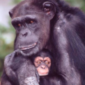 Ai-chan: Chú tinh tinh thiên tài của Nhật Bản