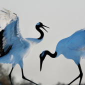 Vũ điệu của hạc thần nơi xứ tuyết Nhật Bản