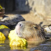 Cuộc thi tìm ra chú chuột lang nước thư giãn nhất Nhật Bản