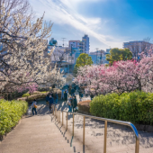 Đón xuân tại những rừng hoa mơ đẹp nhất Tokyo và các vùng lân cận