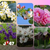 Những loài hoa đại diện cho 47 tỉnh thành Nhật Bản