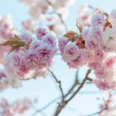 Dự báo mùa hoa anh đào Nhật Bản năm 2026