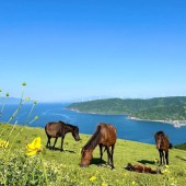 Những chú ngựa tự do ở Mũi Toi