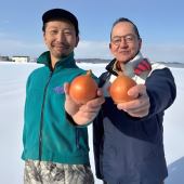 Hành tây không hăng ngày càng được ưa chuộng tại Nhật