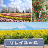 Dạo bước quanh những cánh đồng hoa mùa xuân tuyệt đẹp gần Tokyo