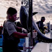 Theo chân ngư dân Oma săn “kim cương đen” giữa biển khơi Nhật Bản