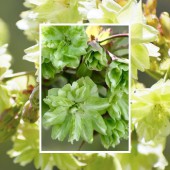 Gyoiko-zakura: Giống anh đào xanh quý hiếm của xứ Phù Tang