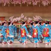 Miyako Odori: Vũ điệu hoa anh đào biểu tượng của Kyoto