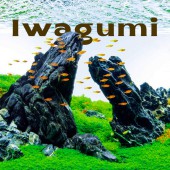 Iwagumi - Những “vườn thiền thu nhỏ” trong bể nước