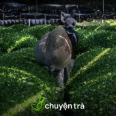 Khám phá các giống trà matcha nổi tiếng của Nhật Bản