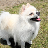 Chú chó Pomeranian đầu tiên trở thành cảnh khuyển tại Miyazaki