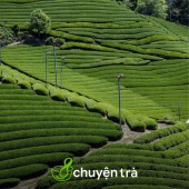 Khám phá những vùng trồng trà trứ danh của Nhật Bản