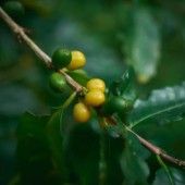 Canh tác cà phê ở Nhật: ít nhưng "chất"